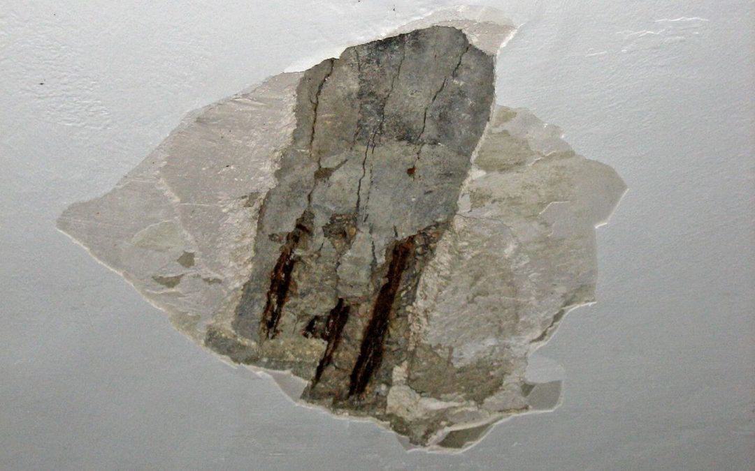 Solucions per a l’Aluminosi