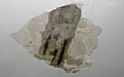 Solucions per a l’Aluminosi